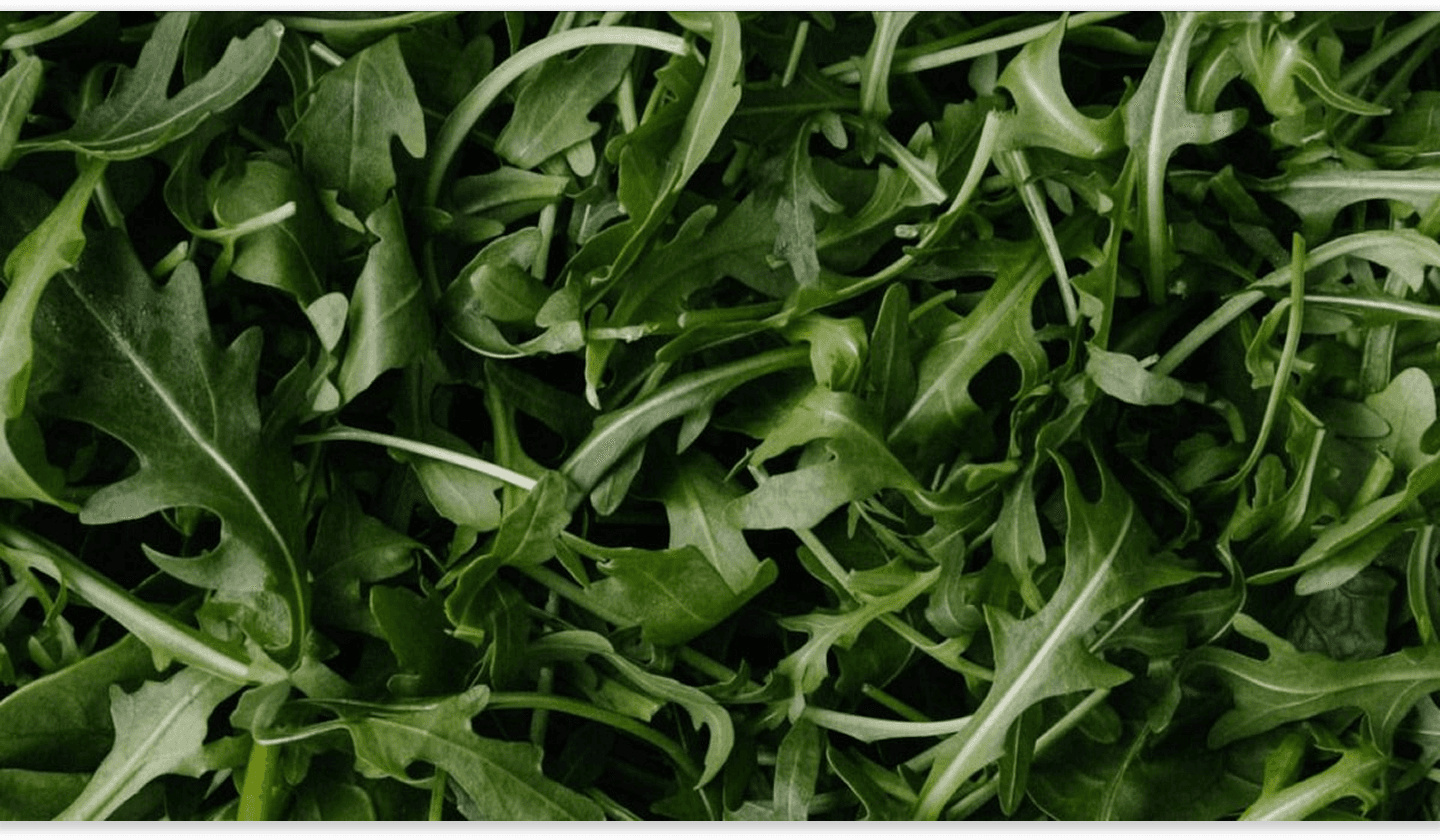Fresh arugula leaves
